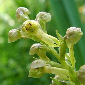 Coeloglossum viride (Orchidaceae)  - Coeloglosse vert, Orchis grenouille, Dactylorhize vert, Orchis vert - Frog Orchid Nord [France] 23/06/2001 - 220m
