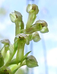 Coeloglossum viride (Orchidaceae)  - Coeloglosse vert, Orchis grenouille, Dactylorhize vert, Orchis vert - Frog Orchid Nord [France] 23/06/2001 - 220m