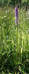 Dactylorhiza x grandis (Orchidaceae)  - Grand dactylorhizeDactylorhiza fuchsii x Dactylorhiza praetermissa subsp. praetermissa. Nord [France] 23/06/2001 - 180m