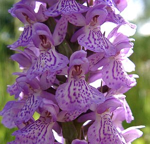 Dactylorhiza x grandis (Orchidaceae)  - Grand dactylorhizeDactylorhiza fuchsii x Dactylorhiza praetermissa subsp. praetermissa. Nord [France] 23/06/2001 - 180m