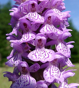 Dactylorhiza x grandis (Orchidaceae)  - Grand dactylorhizeDactylorhiza fuchsii x Dactylorhiza praetermissa subsp. praetermissa. Nord [France] 23/06/2001 - 180m