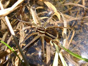 Dolomedes fimbriatus (Pisauridae)  - Dolomède des marais, Dolomède bordé - Raft Spider Marne [France] 16/06/2001 - 100m