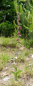 Epipactis atrorubens (Orchidaceae)  - Épipactide rouge sombre, Épipactis rouge sombre, Épipactis brun rouge, Épipactis pourpre noirâtre, Helléborine rouge - Dark-red Helleborine Oise [France] 15/06/2001 - 100m