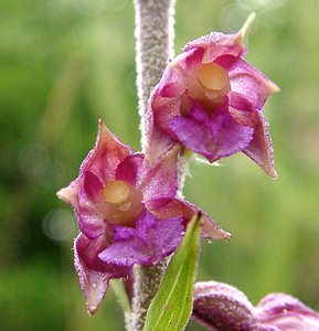 Epipactis atrorubens (Orchidaceae)  - Épipactide rouge sombre, Épipactis rouge sombre, Épipactis brun rouge, Épipactis pourpre noirâtre, Helléborine rouge - Dark-red Helleborine Oise [France] 15/06/2001 - 100m