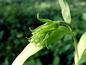 Epipactis helleborine (Orchidaceae)  - Épipactide helléborine, Épipactis à larges feuilles, Épipactis à feuilles larges, Elléborine à larges feuilles, Helléborine - Broad-leaved Helleborine Nord [France] 23/06/2001 - 180m