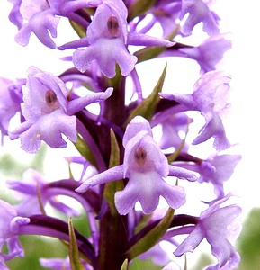 Gymnadenia conopsea (Orchidaceae)  - Gymnadénie moucheron, Orchis moucheron, Orchis moustique - Fragrant Orchid Aisne [France] 15/06/2001 - 100m