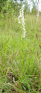 Gymnadenia conopsea (Orchidaceae)  - Gymnadénie moucheron, Orchis moucheron, Orchis moustique - Fragrant Orchid Aisne [France] 15/06/2001 - 120m