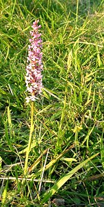 Gymnadenia conopsea (Orchidaceae)  - Gymnadénie moucheron, Orchis moucheron, Orchis moustique - Fragrant Orchid Aisne [France] 15/06/2001 - 120m