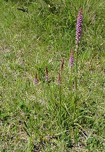 Gymnadenia odoratissima (Orchidaceae)  - Gymnadénie très odorante, Orchis très odorant, Gymnadénie odorante, Orchis odorant Marne [France] 16/06/2001 - 200m