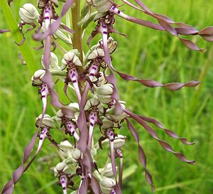 Himantoglossum hircinum (Orchidaceae)  - Himantoglosse bouc, Orchis bouc, Himantoglosse à odeur de bouc - Lizard Orchid Oise [France] 15/06/2001 - 130m