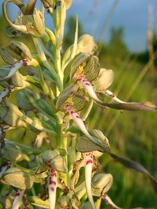 Himantoglossum hircinum (Orchidaceae)  - Himantoglosse bouc, Orchis bouc, Himantoglosse à odeur de bouc - Lizard Orchid Aisne [France] 15/06/2001 - 120m