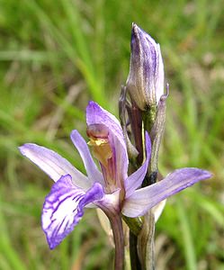 Limodorum abortivum (Orchidaceae)  - Limodore avorté, Limodore sans feuille, Limodore à feuilles avortées Oise [France] 15/06/2001 - 100m