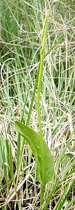 Ophioglossum vulgatum (Ophioglossaceae)  - Ophioglosse répandu, Herbe paille-en-queue, Herbe un coeur, Langue de serpent - Adder's-tongue Marne [France] 16/06/2001 - 100m