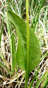 Ophioglossum vulgatum (Ophioglossaceae)  - Ophioglosse répandu, Herbe paille-en-queue, Herbe un coeur, Langue de serpent - Adder's-tongue Marne [France] 16/06/2001 - 100m
