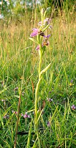 Ophrys apifera (Orchidaceae)  - Ophrys abeille - Bee Orchid Aisne [France] 15/06/2001 - 120m