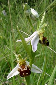 Ophrys apifera (Orchidaceae)  - Ophrys abeille - Bee Orchid Marne [France] 16/06/2001 - 200m