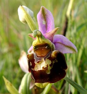 Ophrys fuciflora (Orchidaceae)  - Ophrys bourdon, Ophrys frelon - Late Spider-orchid Aisne [France] 15/06/2001 - 120m