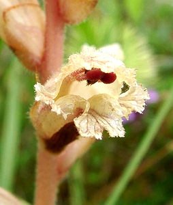 Orobanche alba (Orobanchaceae)  - Orobanche blanche, Orobanche du thym - Thyme Broomrape Aisne [France] 15/06/2001 - 120m