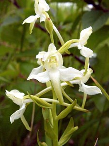 Platanthera bifolia (Orchidaceae)  - Platanthère à deux feuilles, Platanthère à fleurs blanches - Lesser Butterfly-orchid Oise [France] 15/06/2001 - 130m