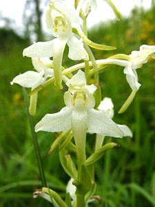 Platanthera bifolia (Orchidaceae)  - Platanthère à deux feuilles, Platanthère à fleurs blanches - Lesser Butterfly-orchid Oise [France] 15/06/2001 - 130m