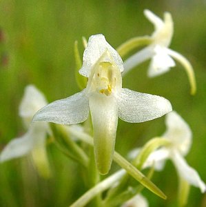 Platanthera bifolia (Orchidaceae)  - Platanthère à deux feuilles, Platanthère à fleurs blanches - Lesser Butterfly-orchid Aisne [France] 15/06/2001 - 120m