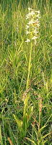 Platanthera bifolia (Orchidaceae)  - Platanthère à deux feuilles, Platanthère à fleurs blanches - Lesser Butterfly-orchid Aisne [France] 15/06/2001 - 120m