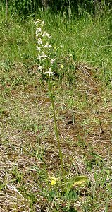 Platanthera bifolia (Orchidaceae)  - Platanthère à deux feuilles, Platanthère à fleurs blanches - Lesser Butterfly-orchid Marne [France] 16/06/2001 - 200m