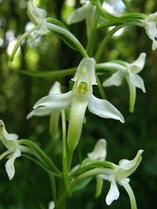 Platanthera bifolia (Orchidaceae)  - Platanthère à deux feuilles, Platanthère à fleurs blanches - Lesser Butterfly-orchid Nord [France] 23/06/2001 - 220m