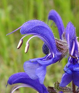 Salvia pratensis (Lamiaceae)  - Sauge des prés, Sauge commune - Meadow Clary Oise [France] 15/06/2001 - 100m