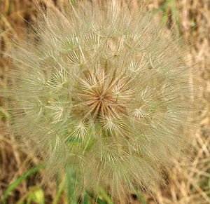 Tragopogon dubius (Asteraceae)  - Salsifis douteux, Grand salsifis Oise [France] 15/06/2001 - 70m