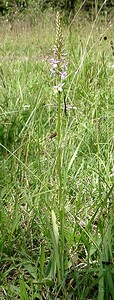 x Dactylodenia lawalreei (Orchidaceae)  - Dactylodénie de LawalréDactylorhiza fuchsii x Gymnadenia odoratissima. Marne [France] 16/06/2001 - 200m