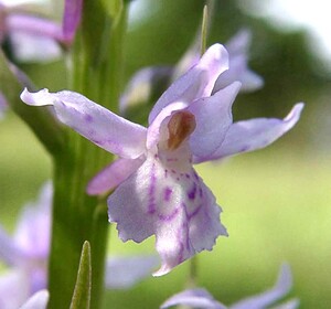 x Dactylodenia lawalreei (Orchidaceae)  - Dactylodénie de LawalréDactylorhiza fuchsii x Gymnadenia odoratissima. Marne [France] 16/06/2001 - 200m