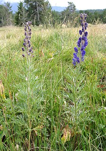 Aconitum napellus (Ranunculaceae)  - Aconit napel, Casque de Jupiter, Casque - Monk's-hood Pyrenees-Orientales [France] 19/07/2001 - 1590m