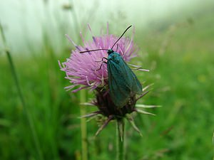 Adscita statices (Zygaenidae)  - Procris de l'Oseille, Turquoise de la Sarcille, Turqoise commune - Forester Hautes-Pyrenees [France] 29/07/2001 - 760m