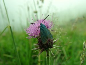 Adscita statices (Zygaenidae)  - Procris de l'Oseille, Turquoise de la Sarcille, Turqoise commune - Forester Hautes-Pyrenees [France] 29/07/2001 - 760m