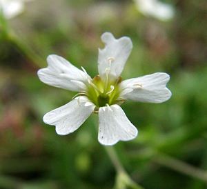 Atocion rupestre (Caryophyllaceae)  - Silène des rochers, Silène rupestre, Atocion rupestre, Atocion des rochers Hautes-Pyrenees [France] 29/07/2001 - 760m