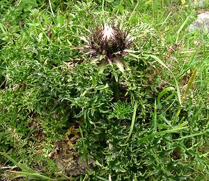Carlina acaulis (Asteraceae)  - Carline sans tige, Carline acaule, Caméléon blanc Hautes-Pyrenees [France] 29/07/2001 - 760m