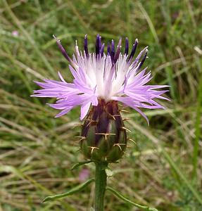 Centaurea aspera (Asteraceae)  - Centaurée rude - Rough Star-thistle Aveyron [France] 17/07/2001 - 340m