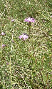 Centaurea aspera (Asteraceae)  - Centaurée rude - Rough Star-thistle Aveyron [France] 17/07/2001 - 340m