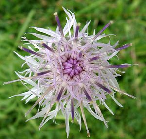 Centaurea scabiosa (Asteraceae)  - Centaurée scabieuse - Greater Knapweed Hautes-Pyrenees [France] 28/07/2001 - 1150m