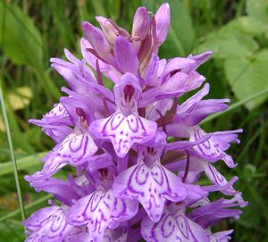 Dactylorhiza maculata (Orchidaceae)  - Dactylorhize maculé, Orchis tacheté, Orchis maculé - Heath Spotted-orchid Pyrenees-Orientales [France] 19/07/2001 - 1590m