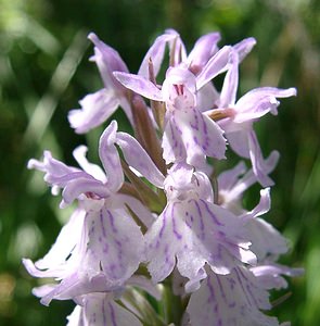 Dactylorhiza maculata (Orchidaceae)  - Dactylorhize maculé, Orchis tacheté, Orchis maculé - Heath Spotted-orchid Pyrenees-Orientales [France] 20/07/2001 - 1650m