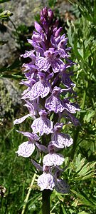 Dactylorhiza maculata (Orchidaceae)  - Dactylorhize maculé, Orchis tacheté, Orchis maculé - Heath Spotted-orchid  [France] 21/07/2001 - 2060m