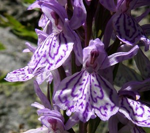 Dactylorhiza maculata (Orchidaceae)  - Dactylorhize maculé, Orchis tacheté, Orchis maculé - Heath Spotted-orchid  [France] 21/07/2001 - 2060m