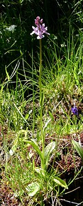 Dactylorhiza maculata (Orchidaceae)  - Dactylorhize maculé, Orchis tacheté, Orchis maculé - Heath Spotted-orchid  [France] 21/07/2001 - 2060m