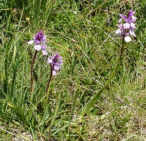 Dactylorhiza maculata (Orchidaceae)  - Dactylorhize maculé, Orchis tacheté, Orchis maculé - Heath Spotted-orchid  [France] 22/07/2001 - 2060m