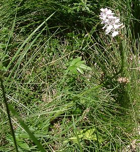 Dactylorhiza maculata (Orchidaceae)  - Dactylorhize maculé, Orchis tacheté, Orchis maculé - Heath Spotted-orchid  [France] 22/07/2001 - 2060m