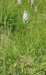 Dactylorhiza maculata (Orchidaceae)  - Dactylorhize maculé, Orchis tacheté, Orchis maculé - Heath Spotted-orchid Ariege [France] 25/07/2001 - 1320m