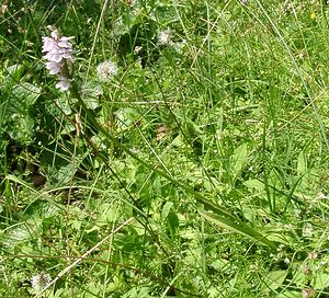 Dactylorhiza maculata (Orchidaceae)  - Dactylorhize maculé, Orchis tacheté, Orchis maculé - Heath Spotted-orchid Ariege [France] 25/07/2001 - 1320m