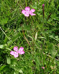 Dianthus deltoides (Caryophyllaceae)  - oeillet deltoïde, oeillet couché, oeillet à delta - Maiden Pink Haute-Garonne [France] 27/07/2001 - 1400m